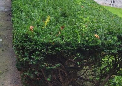 Innovative Landscaping Contractor