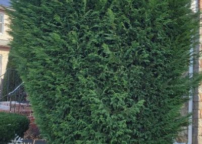 Landscaping Contractor