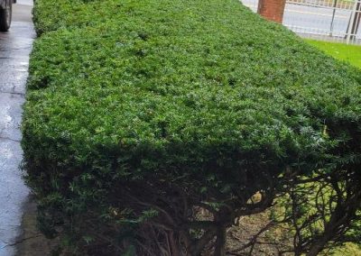 Reputable Landscaping Service